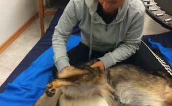 Wauwauchen und Miauchen Physio