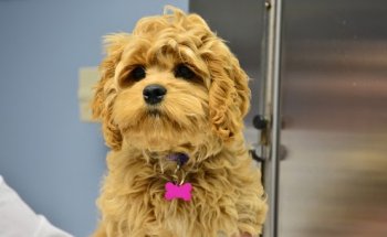 Sound Paws Canine Physical Rehabilitation and Conditioning