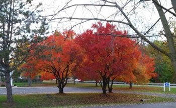 Healing In Motion, PLLC