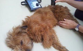 DOGS & CATS Tierphysiotherapie & Osteopathie Andrea Münz