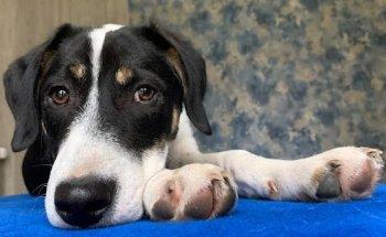 tierisch gut therapiert - Maike Thomsen