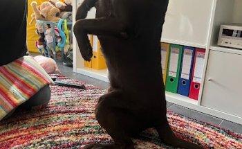 Tierphysiotherapie Hilari , Susanne Lieckfeldt