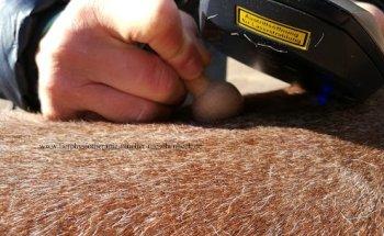 Tierphysiotherapie Müller-Rüschenbeck