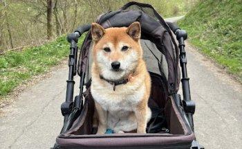 Tierphysiotherapie Kraus