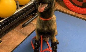 Tierphysiotherapie Ostfriesland -Silvia de Buhr-