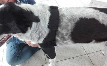 Sirius-Tierphysiotherapie