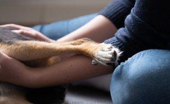 Hundephysiotherapie Lena Kahre