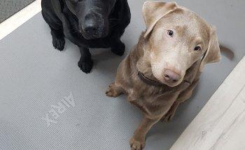 Hund-Physio | Praxis für Hundephysiotherapie