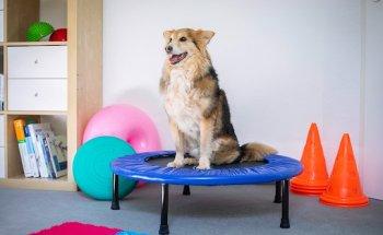 Mobile Fellnasen - Hundephysiotherapie