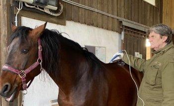 Pferde-Therapie-Direkt Bruno Stanitzki