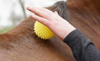 Pferdephysiotherapie Sonnenhof