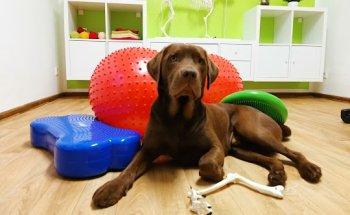 Hundephysiotherapie Elke Harnacke