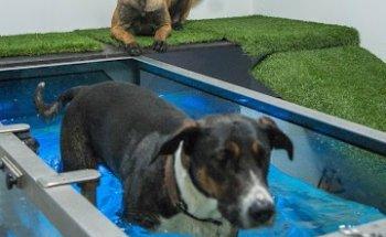 Tiertherapie Lisa Brehm - Tierphysiotherapie- und Tierosteopathiepraxis mit Unterwasserlaufband