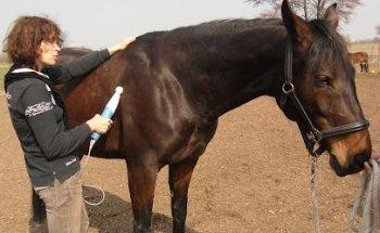 Pferdephysiotherapie Vera Hornickel