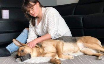 Volz Hundephysiotherapie & Osteopathie
