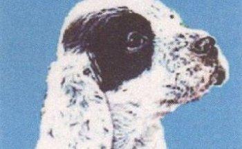 Patchwork Hundephysiotherapie und Verkauf von Hundezubehör