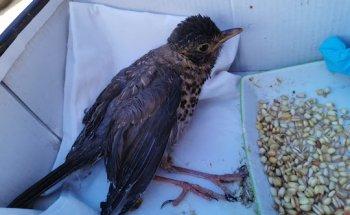 UFAS UNAB - BUIN ZOO