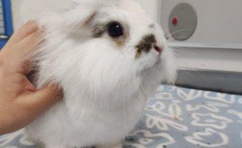 Hospital Clinico Veterinario SOS BuinZoo