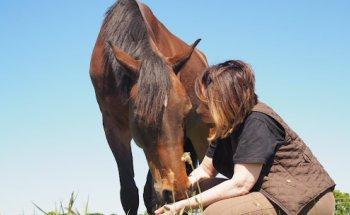 Manuelle Pferdetherapie Eich