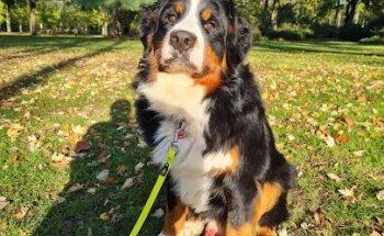 Solveig Brockmann, Physiotherapie & Chiropraktik für Hund und Pferd