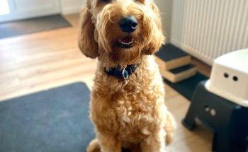 Hundephysiotherapie Katharina Lietz