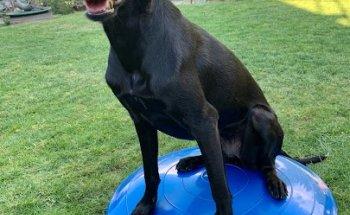 AniWell Physiotherapie für Tiere