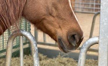Birkenhof Einbeck GbR