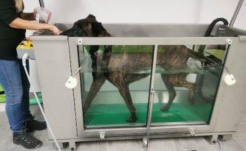 Fitdoggs - Praxis für Hundephysiotherapie & Hundefitness