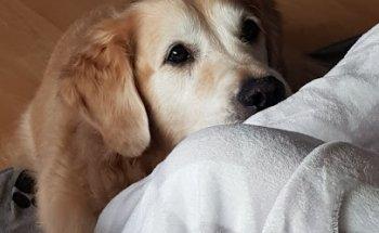 Tierakupunktur & -physiotherapie Katja Over - Akupunktur und Physiotherapie für Hunde, Pferde, Katzen