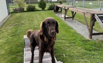 Canis Mobilis - Tierphysiotherapie in Erftstadt