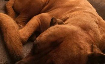 Vital Unterwegs Tierphysiotherpie