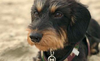 VON NATUR AUS HUND Tierheilpraktikerin & Hundephysiotherapeutin Carmen Koch-Zacharopoulos