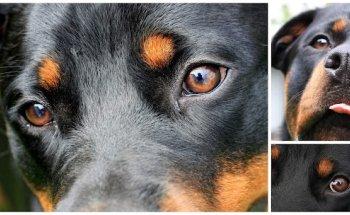 Hundephysiotherapie Stuttgart und Filderstadt: Hunde-Reha Coni Meier