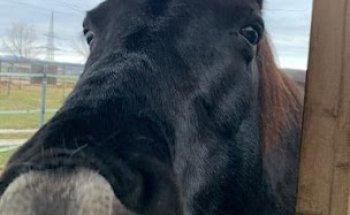 Ute Schöllhorn Osteopathie und Physiotherapie für Tiere