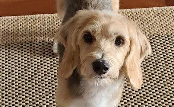 Dr. med. vet. Iris Schwager