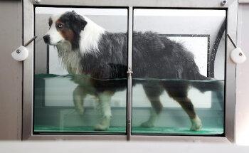 Hunde Physiotherapie Frechen | Birgit Krüger