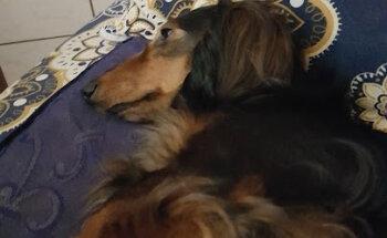 Hundephysiotherapie pet-it