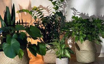 Claudia Muhr | Physiotherapie & Energetische Arbeit