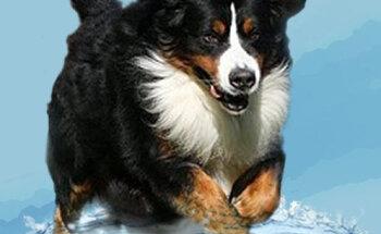 Elvira Noje-Knollmann