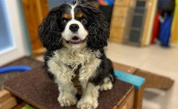 Mobilitas - Physiotherapie für Hunde & Katzen