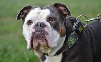 Tierphysiotherapeutin Andrea Oberdick