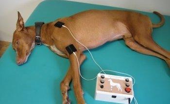 Tier-Physiotherapie FitteSchnauzen Martina Müller