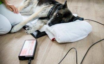 Praxis für Tierphysiotherapie & Hundesalon Goslar