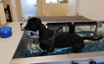 Tiertherapie Südhessen