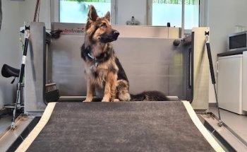 Christina Wittek - Tierphysiotherapie für Hunde