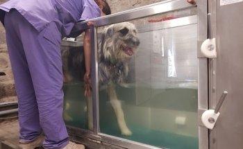 Tierphysiotherapie Stephanie Bielski