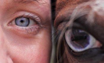 Pferdeosteopathie Verena Bauske