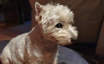 Kleintierpraxis Thea Priebsch