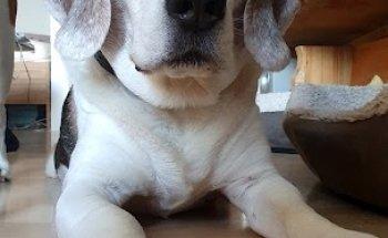 Tierphysiotherapie Franziska Bigge