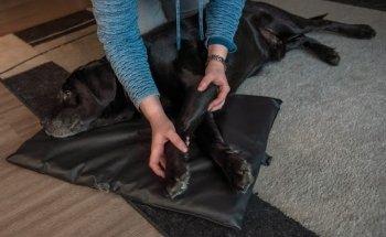 Hundephysiotherapie „Hund im Gleichgewicht“